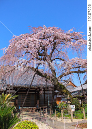 Inuyama Komyoji的垂枝櫻花 Inuyama Komyoji的垂枝櫻花 39107906