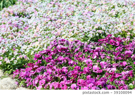 Viola's flower bed 39108094