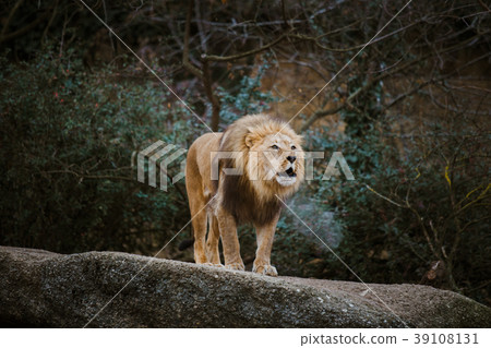 One adult male lion expresses aggression, growls 39108131