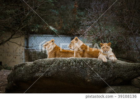 Three African lionesses of red color rest on a Three African lionesses of red color rest on a 39108136