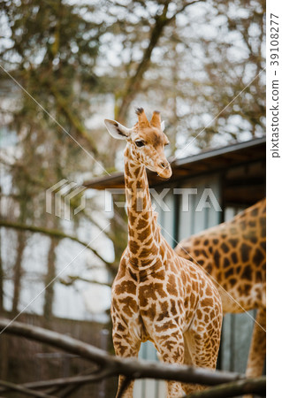 A small child kordofan giraffe rubs against the 39108277