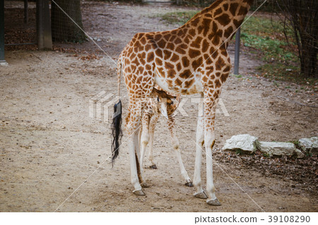 mom and baby giraffe. A small newborn giraffe mom and baby giraffe. A small newborn giraffe 39108290