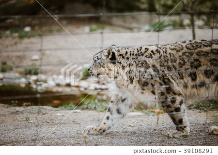 An adult snow leopard walks through its territory 39108291