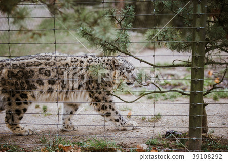 An adult snow leopard walks through its territory An adult snow leopard walks through its territory 39108292