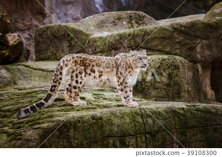 An adult snow leopard stands on a stony ledge in 39108300