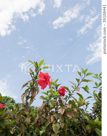 Hibiscus 39108441