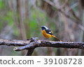 黃尾鴝 39108728