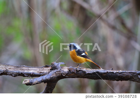 黃尾鴝 黃尾鴝 39108728