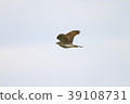 蒼鷹 39108731