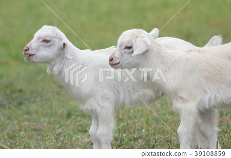 Goat in Iriomote Island 39108859