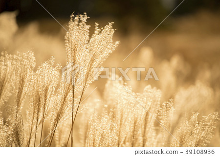 在Tomine高原的Susuki（兵庫縣上崎郡神崎町） 39108936