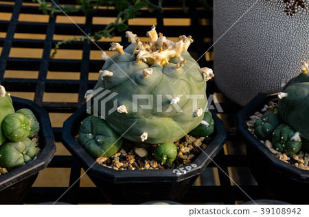 Sennin palm, Succulent plant 39108942