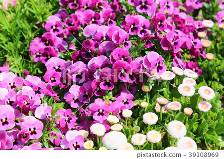 Viola's flower bed Viola's flower bed 39108969