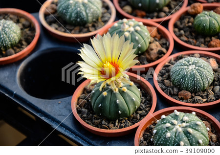 Sennin棕櫚,多汁植物 Sennin棕櫚,多汁植物 39109000