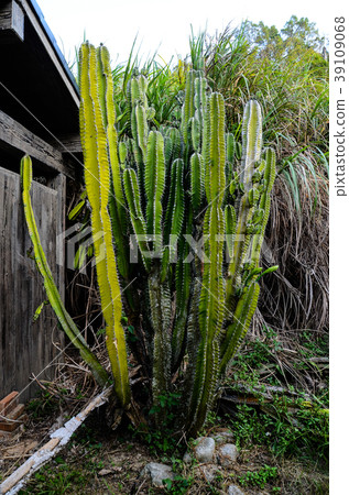 Daisenjin palm, Succulent plant 39109068