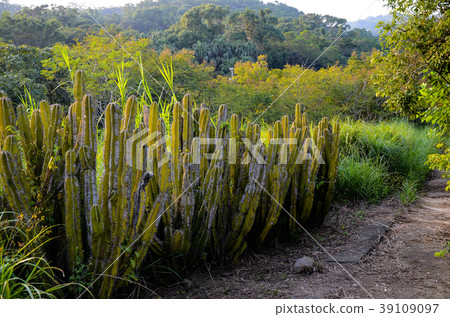 Daisenjin palm, Succulent plant 39109097