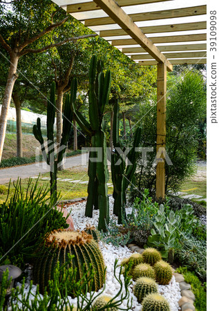 Sennin palm, Succulent plant Sennin palm, Succulent plant 39109098