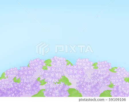 Hydrangea hill field sky background illustration Hydrangea hill field sky background illustration 39109106