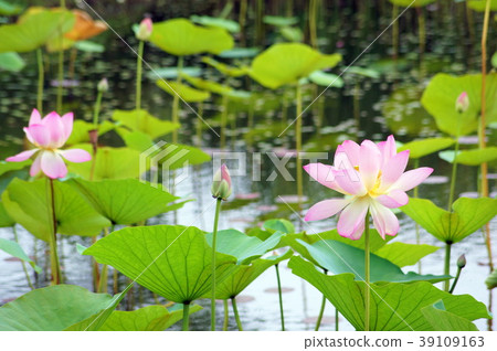 Cool lotus pond 39109163