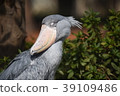 Hashbill White eyes 39109486