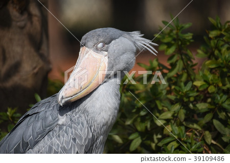 Hashbill White eyes 39109486