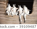 Ring-tailed lemur Good friend Hinata Bokko Quartet 39109487