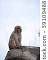One monkey 39109488