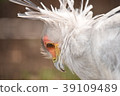 Snake king eagle bird secretary 39109489