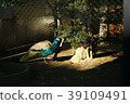 Peacock light male bird birds 39109491