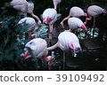 Flamingo waterside bird birds pink 39109492