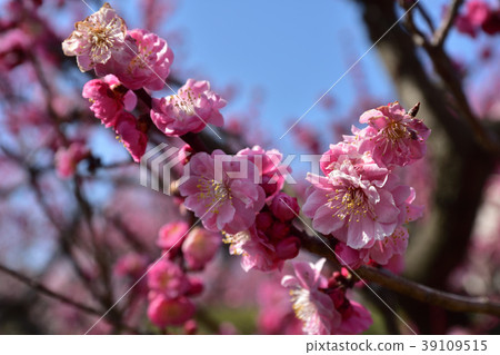 Suigetsu公園的梅花 39109515