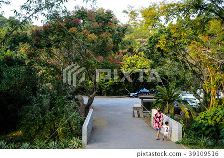 公園，樹 39109516