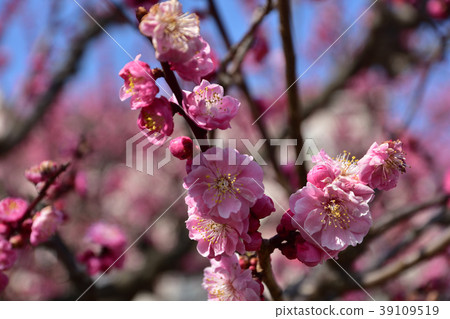 Suigetsu公園的梅花 Suigetsu公園的梅花 39109519