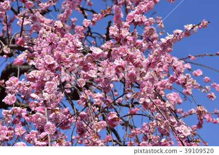 Suigetsu公園的梅花 Suigetsu公園的梅花 39109520