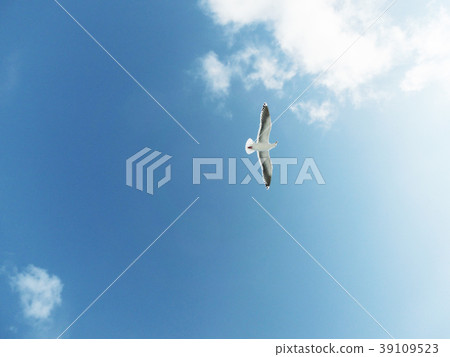 Seagull flying blue sky Seagull flying blue sky 39109523