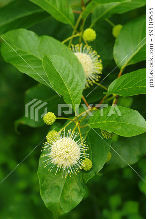 Tamagasanoki Tamagasanoki 39109535