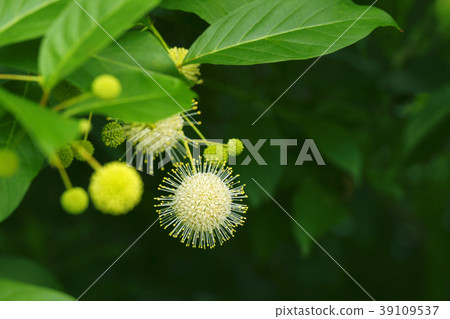 Tamagasanoki Tamagasanoki 39109537