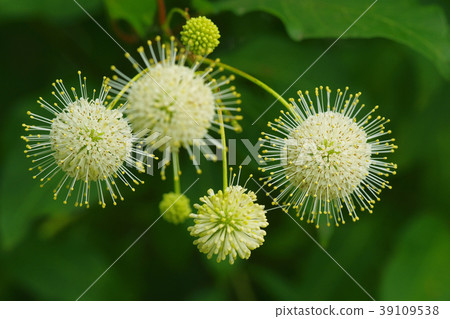 Tamagasanoki Tamagasanoki 39109538