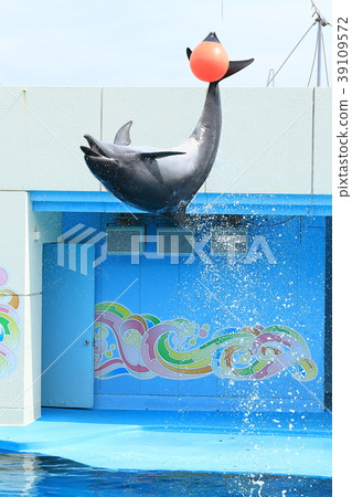 Dolphin Show 39109572