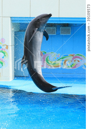 Dolphin Show Dolphin Show 39109573