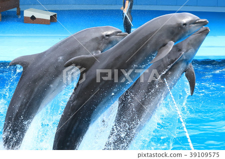 Dolphin Show Dolphin Show 39109575