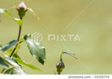 Rose and Sedgesitonbo 39109744