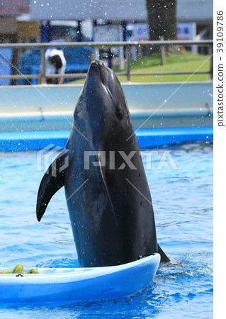 Dolphin Show 39109786