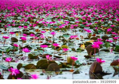 Beautiful pink lotus flowers Beautiful pink lotus flowers 39109909