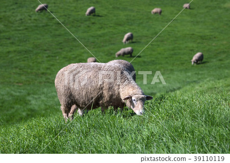 Flock of Daegwallyeong Ranch in Gangwon Province 39110119