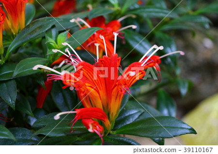 Esquinanthus spequiosus 39110167