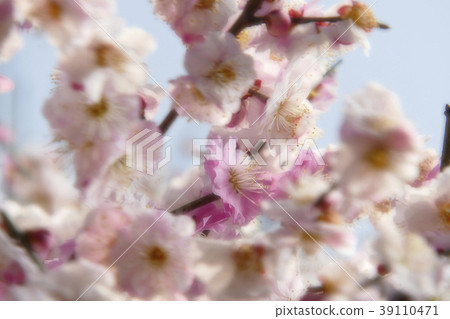 梅花盛開 梅花盛開 39110471