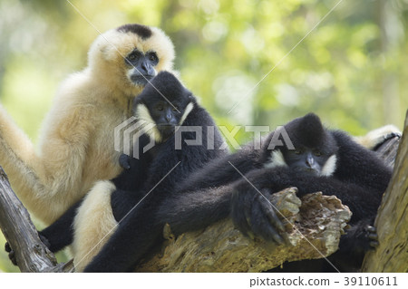 family of siamang gibbon on tree branch 39110611