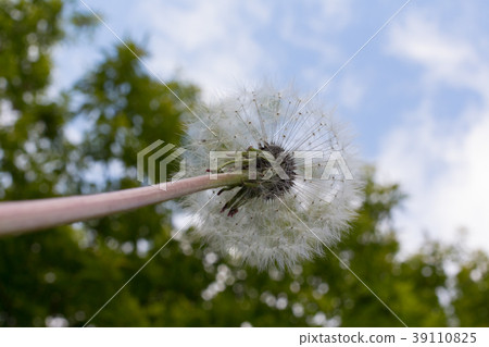 photo of white fluffy dandelion on blue sky photo of white fluffy dandelion on blue sky 39110825