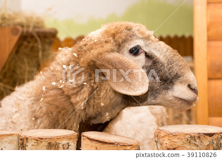 lamb beige sawdust in the petting zoo lamb beige sawdust in the petting zoo 39110826
